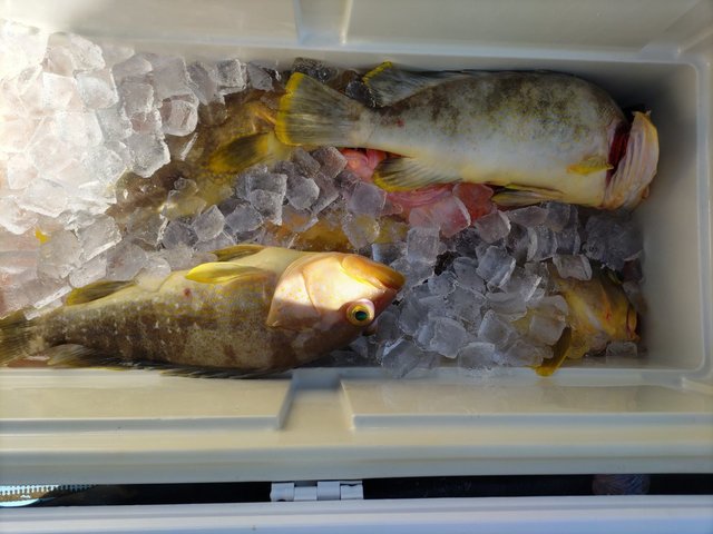 アオナ(アオハタ)