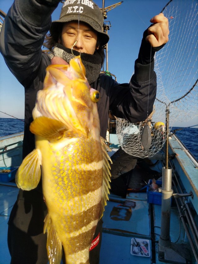 アオナ(アオハタ)