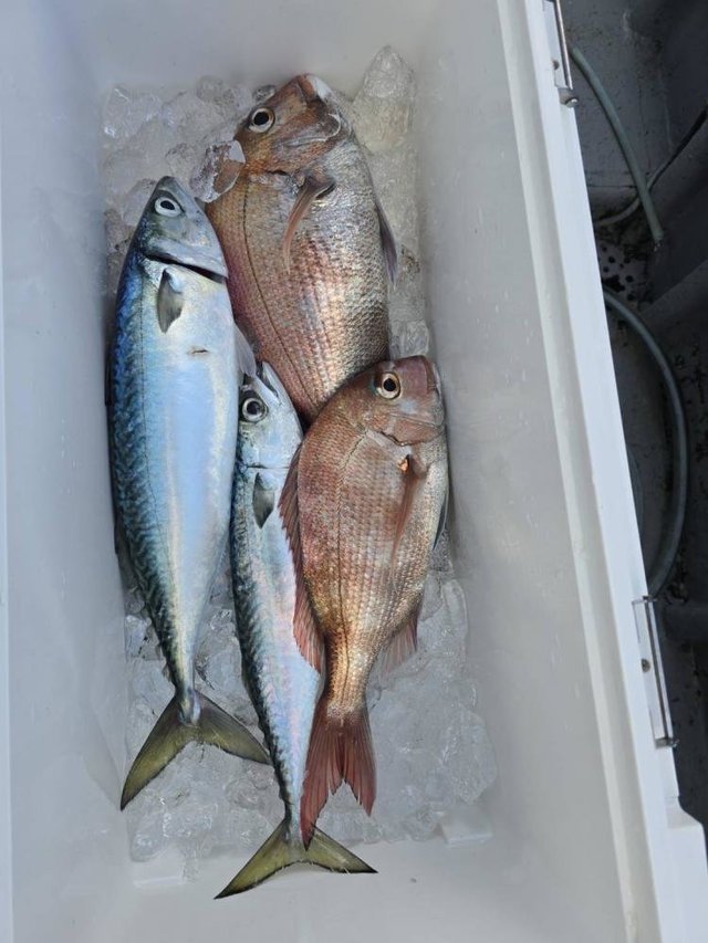 マダイ・サバ(マサバ)