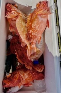 ガシラ(カサゴ)