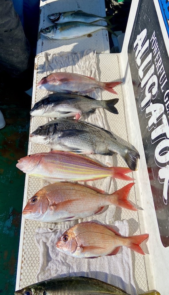 マダイ・クロダイ・アジ(マアジ)・イトヨリ(イトヨリダイ)