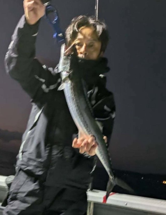 サゴシ(サワラ)