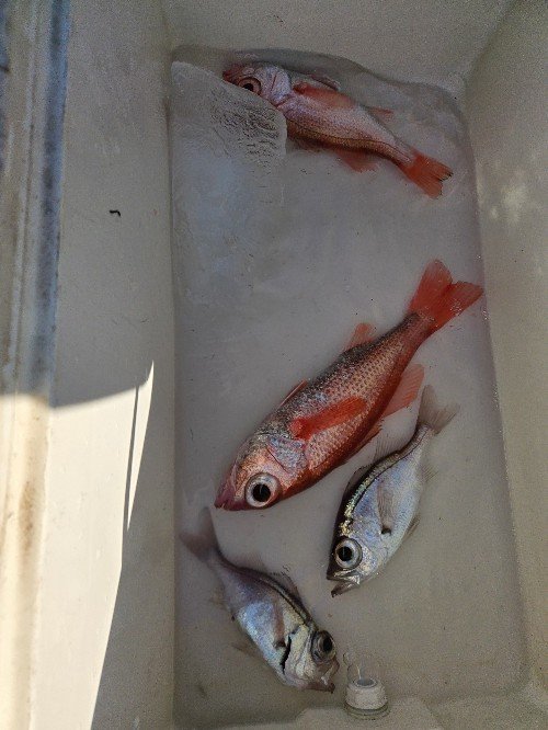 クロムツ・アカムツ