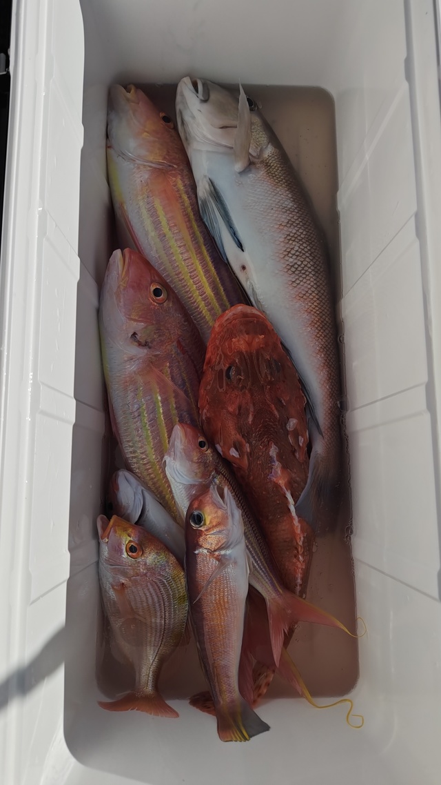 シロアマダイ・イトヨリ(イトヨリダイ)・オニカサゴ