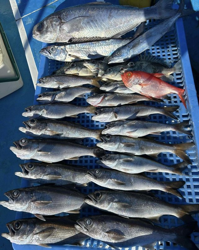 クロムツ・メダイ・キンメダイ・カゴカマス