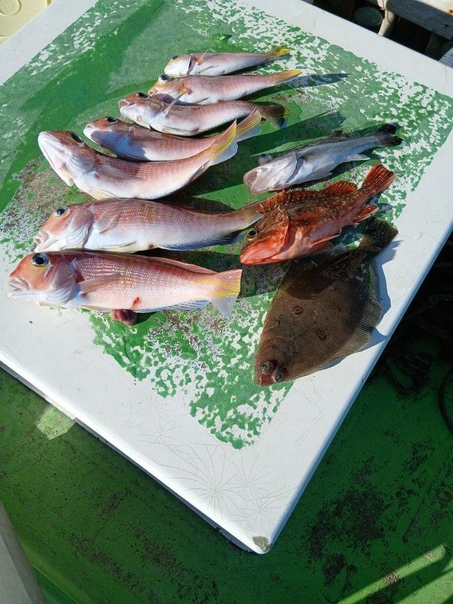 アマダイ(アカアマダイ)・カサゴ・ムシガレイ