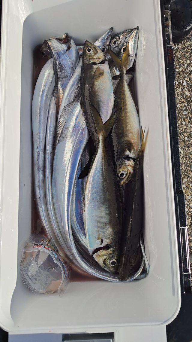 アジ(マアジ)・タチウオ