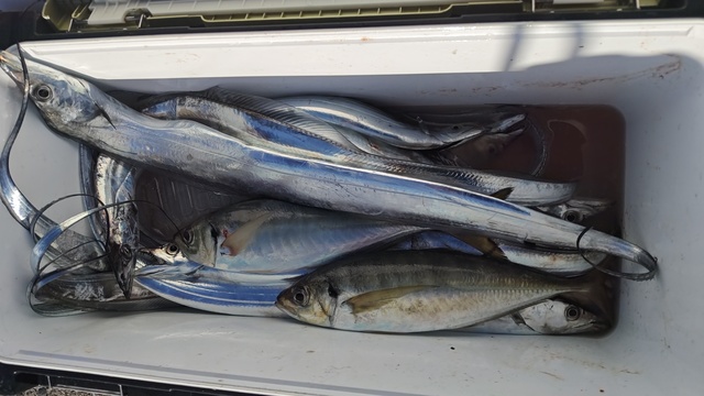 アジ(マアジ)・タチウオ