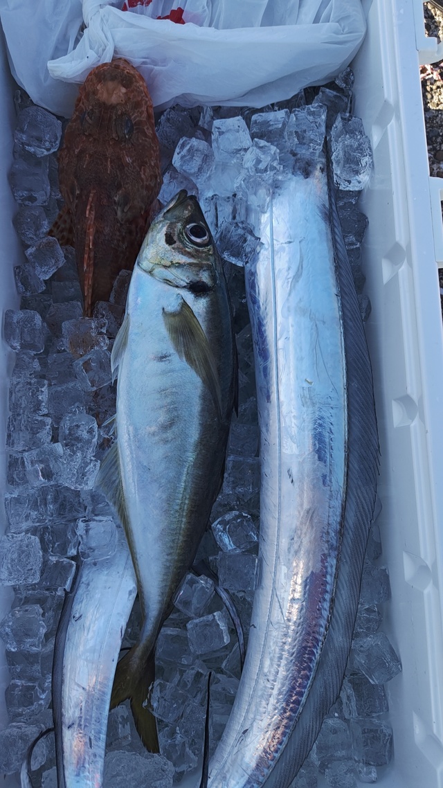 アジ(マアジ)・タチウオ・オニカサゴ