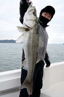 シーバス(スズキ)