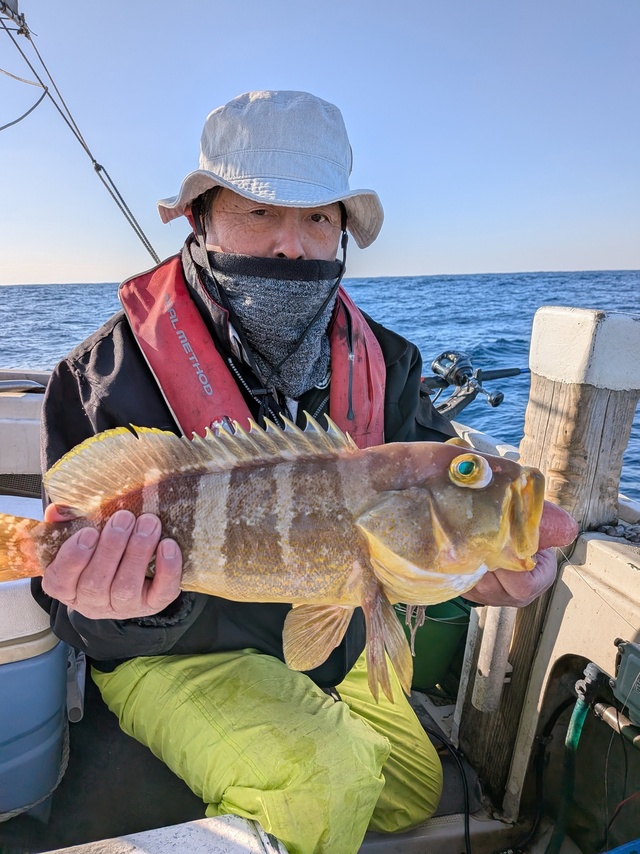 アオナ(アオハタ)