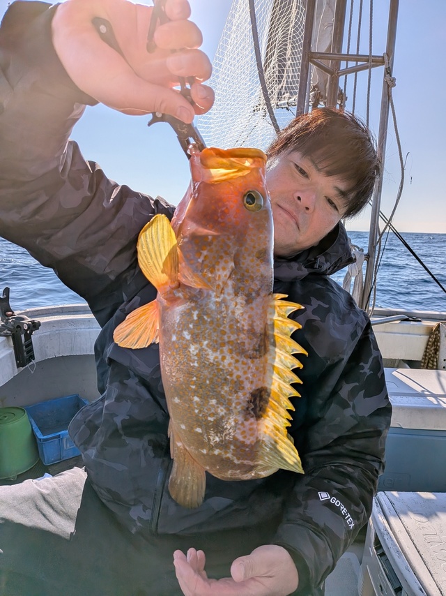 アコウ(キジハタ)