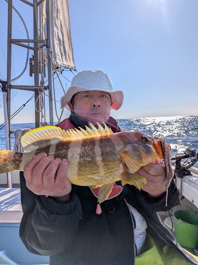 アオナ(アオハタ)