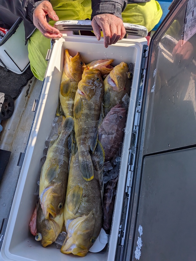 タカバ(マハタ)・アオナ(アオハタ)・アラカブ(カサゴ)