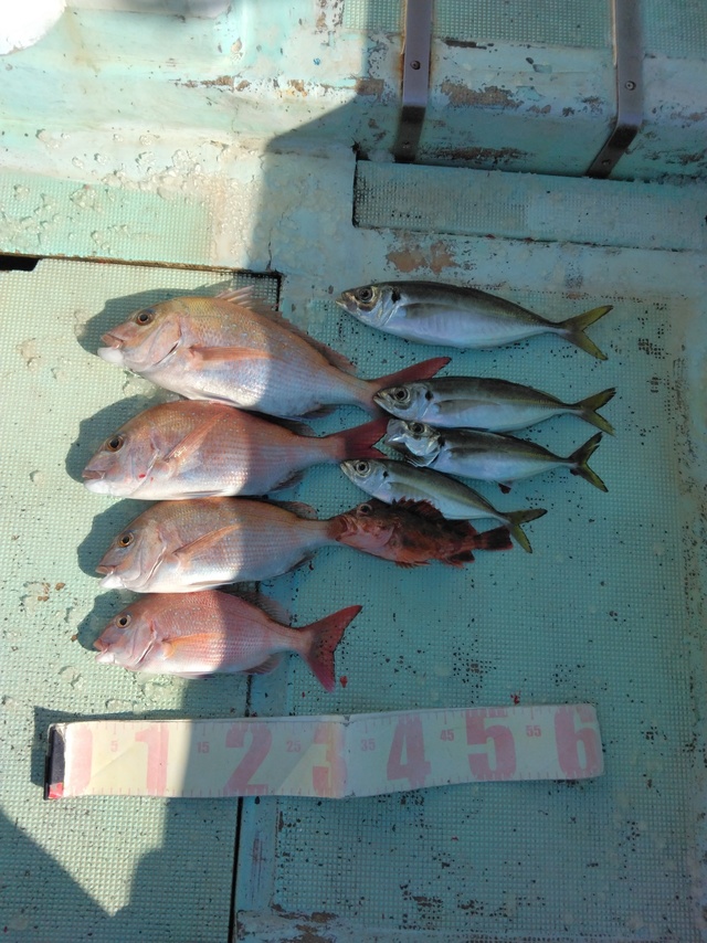 マダイ・マアジ