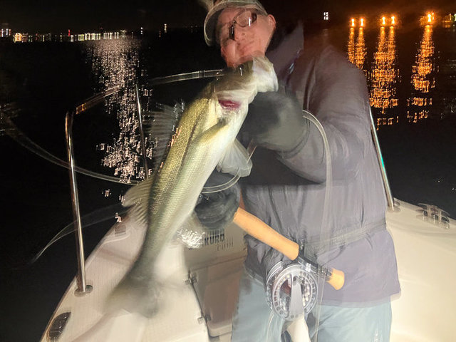 シーバス(スズキ)