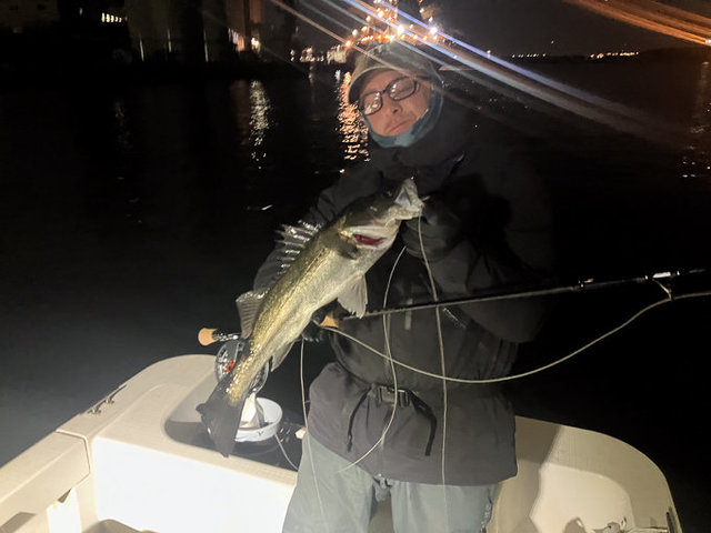 シーバス(スズキ)