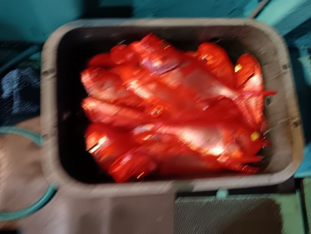 キンメ(キンメダイ)