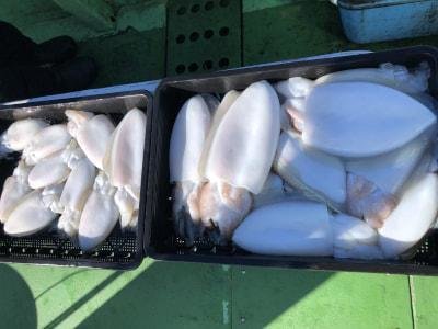 モンゴウイカ(カミナリイカ)