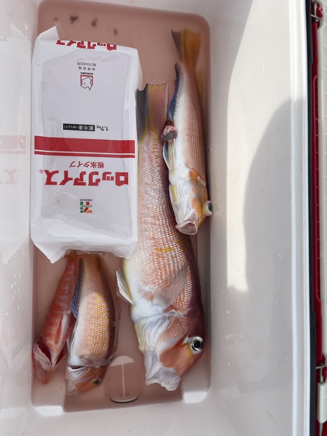 アマダイ(アカアマダイ)