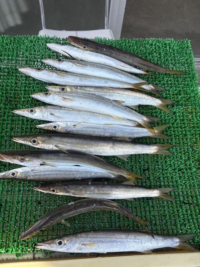 カマス(アカカマス)