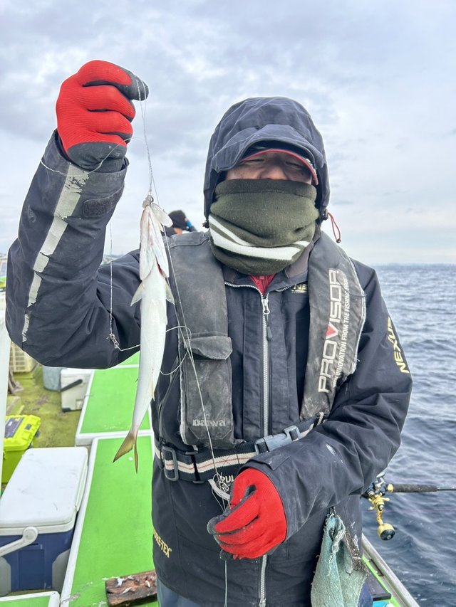 カマス(アカカマス)