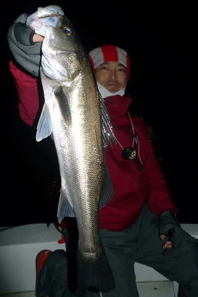 シーバス(スズキ)