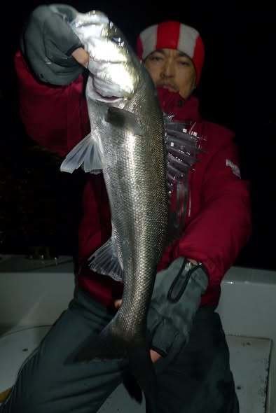 シーバス(スズキ)