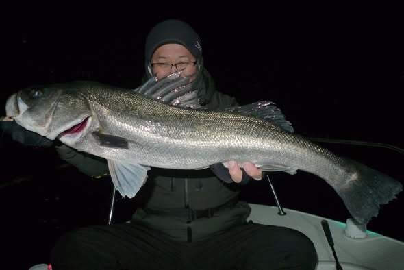 シーバス(スズキ)