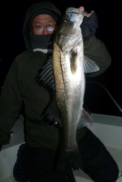 シーバス(スズキ)