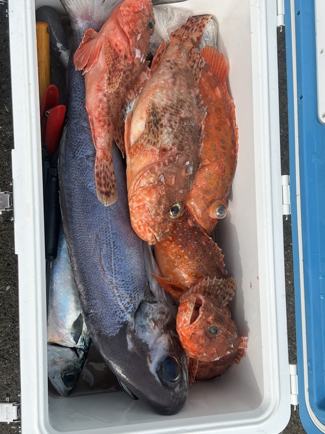 メダイ・オニカサゴ・サバ(ゴマサバ)