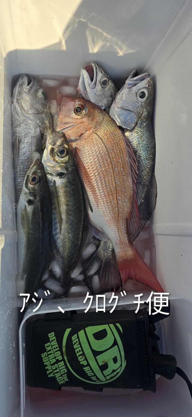 アジ(マアジ)・クログチ