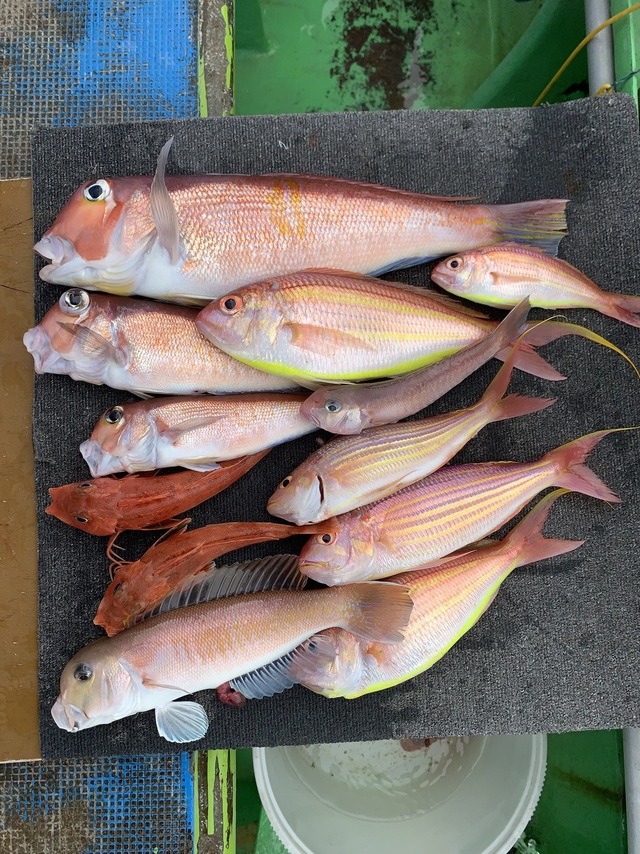 アマダイ(アカアマダイ)