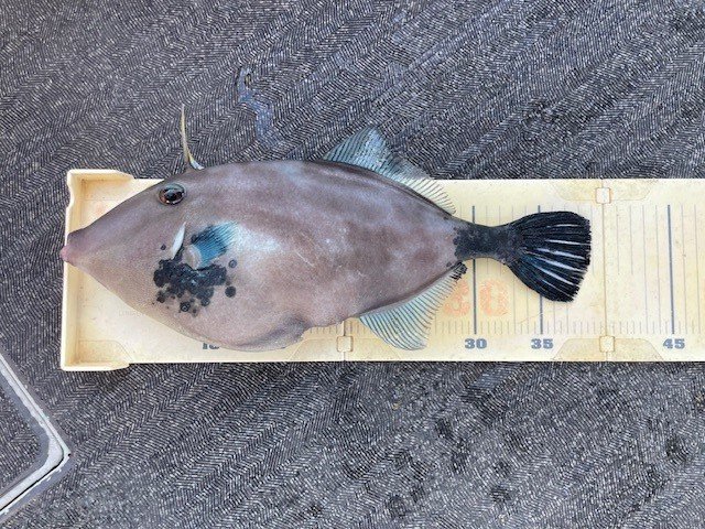 ウマヅラ(ウマヅラハギ)