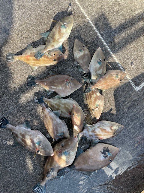 ウマヅラ(ウマヅラハギ)