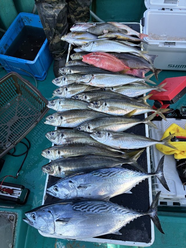 マアジ・ヤイトガツオ(スマ)