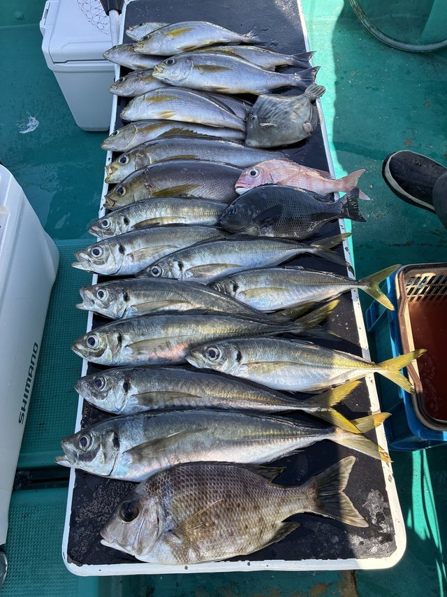 マアジ・メイチダイ