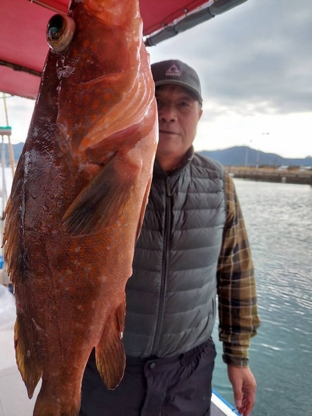 アコウ(キジハタ)