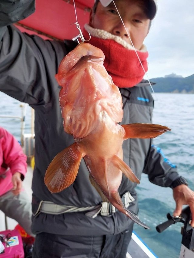 アコウ(キジハタ)