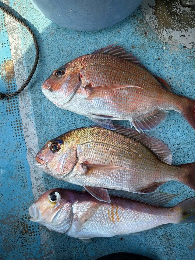 マダイ・アマダイ(アカアマダイ)