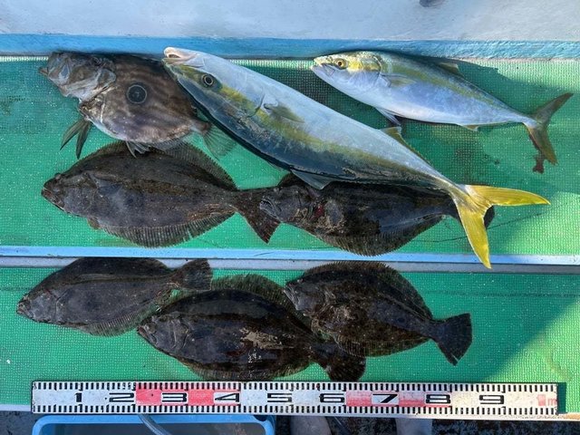 ワラサ(ブリ)・ハマチ(ブリ)・ヒラメ