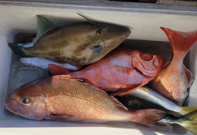 マダイ・イナダ(ブリ)・チカメキントキ・ウマヅラ(ウマヅラハギ)