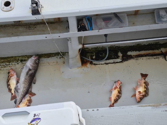 オキメバル(ウスメバル)