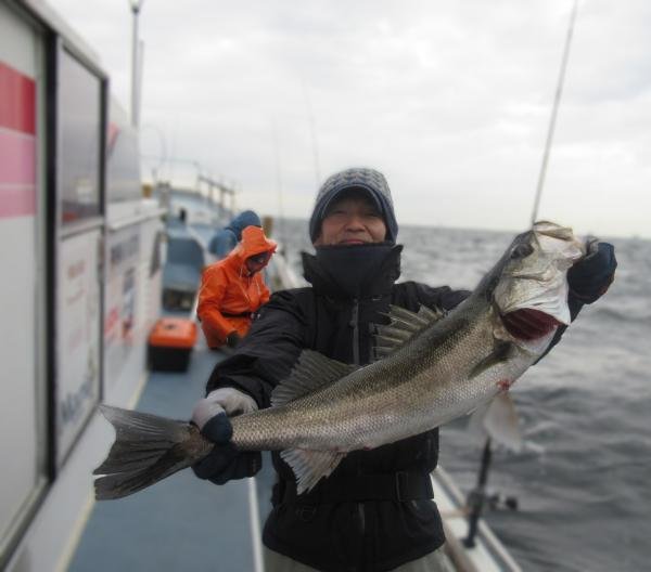 シーバス(スズキ)