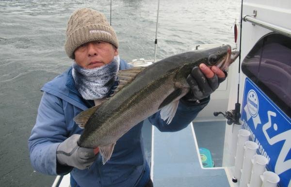 シーバス(スズキ)