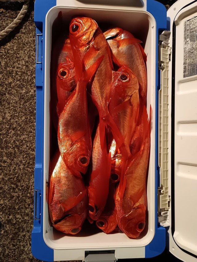 キンメ(キンメダイ)