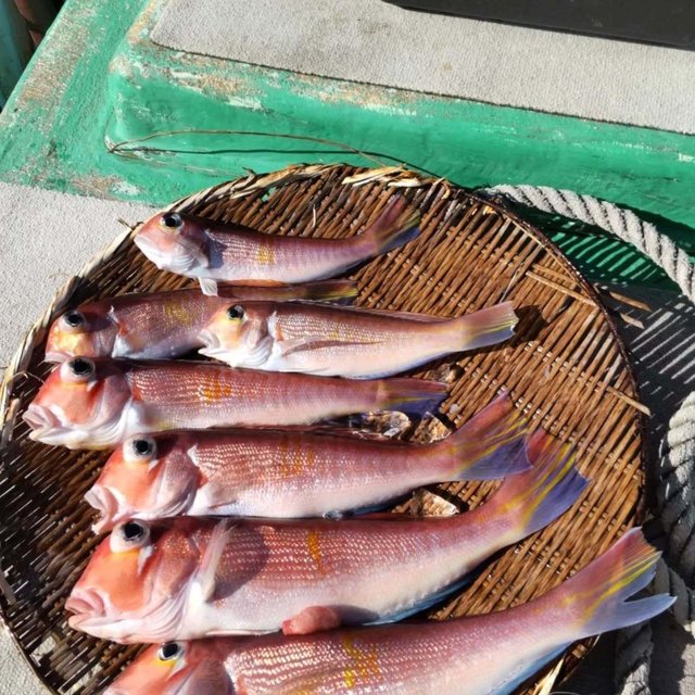 アマダイ(アカアマダイ)