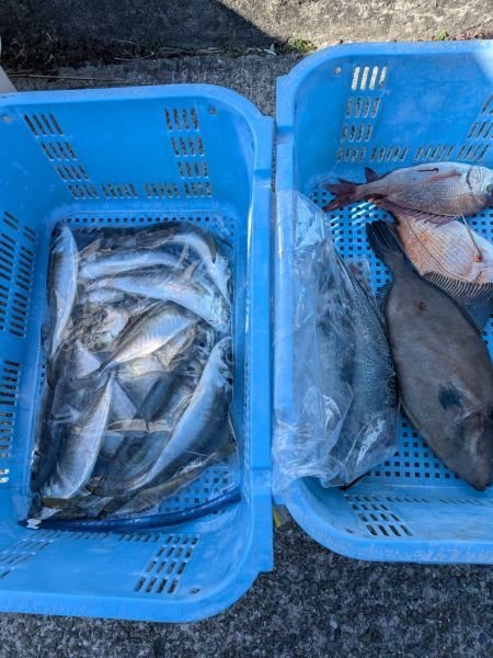 チャリコ(マダイ)・アジ(マアジ)・ウマズラハゲ(ウマヅラハギ)