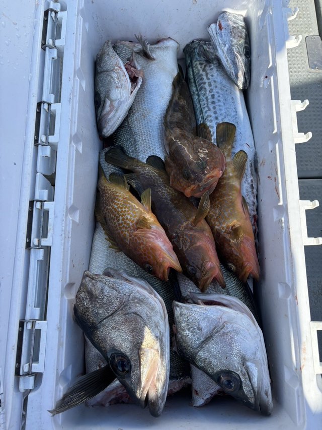 シーバス(スズキ)・アコウ(キジハタ)・サワラ