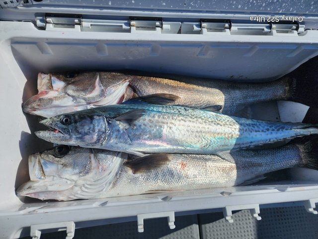 シーバス(スズキ)・サワラ